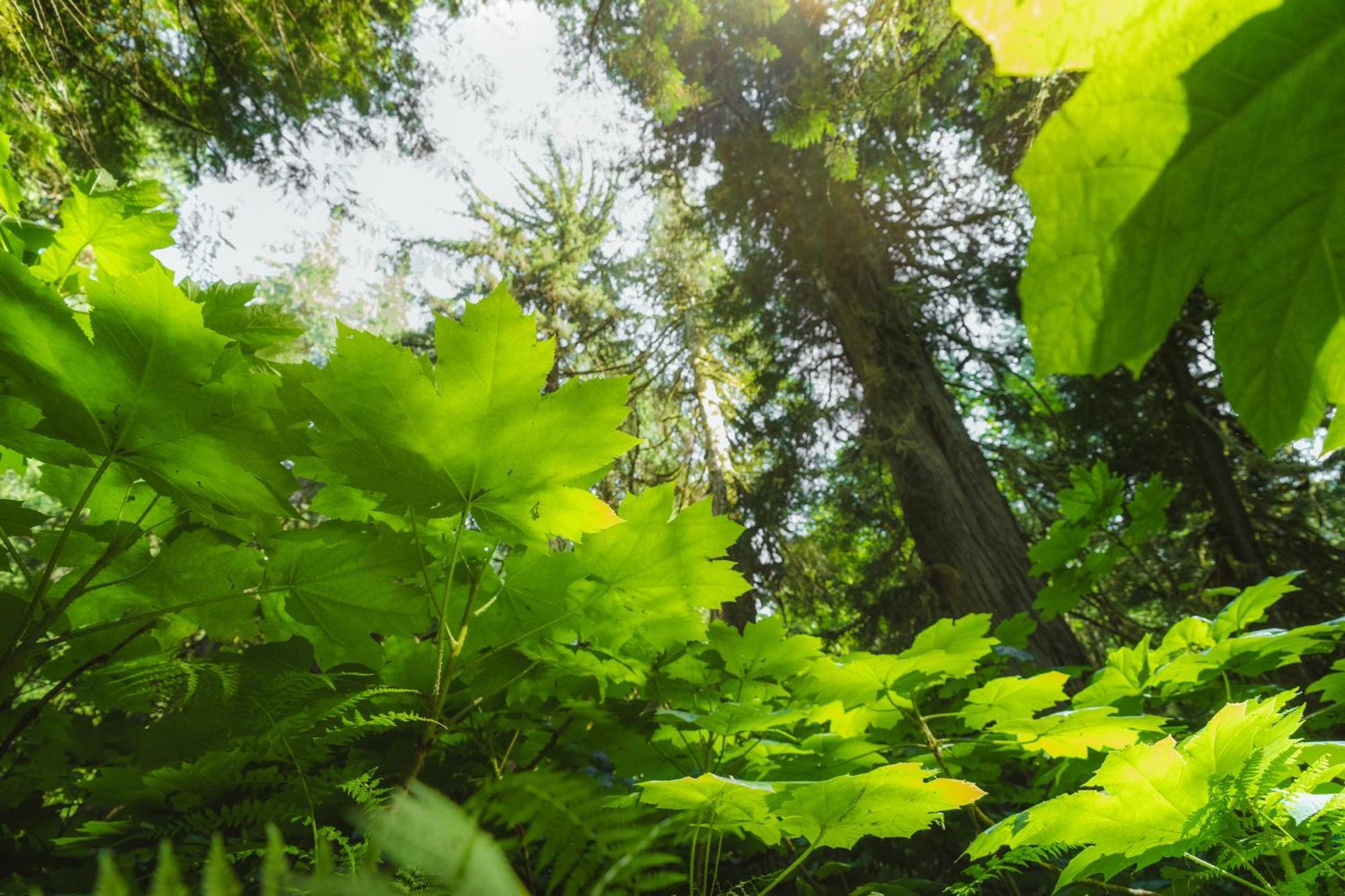 Bella Coola Grizzly Tours And Resort Hagensborg Εξωτερικό φωτογραφία